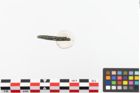 Foto von Bronzearmreif (NHMW-PRAE-023740)